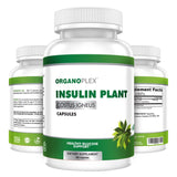 Insulin Plant 360 Capsules bottle (Costus Igneus) - Blood Sugar Support - 2 Month supply
